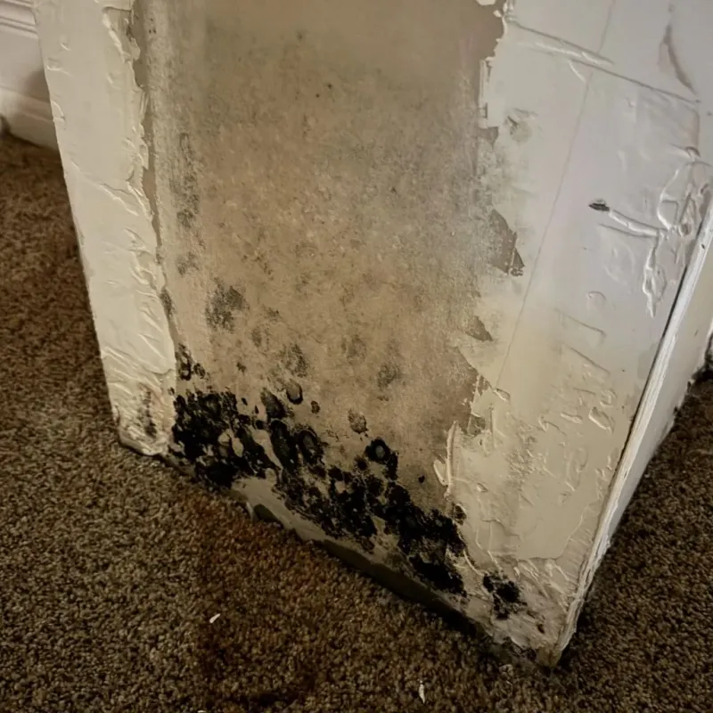 Professional Mold Removal in Fontana, WI